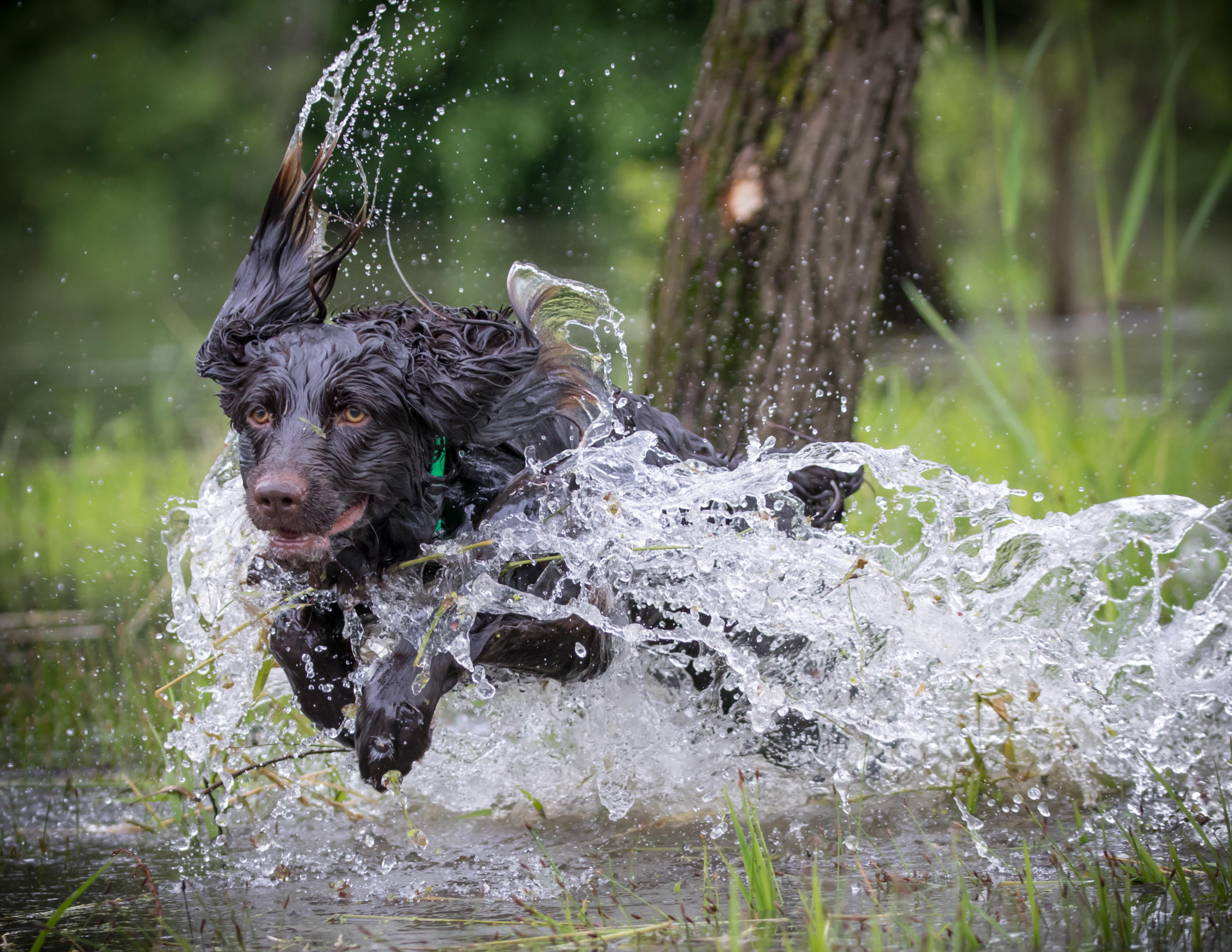 HRCH Brandywines Little Clydesdale - Boykin Spaniel Pedigree