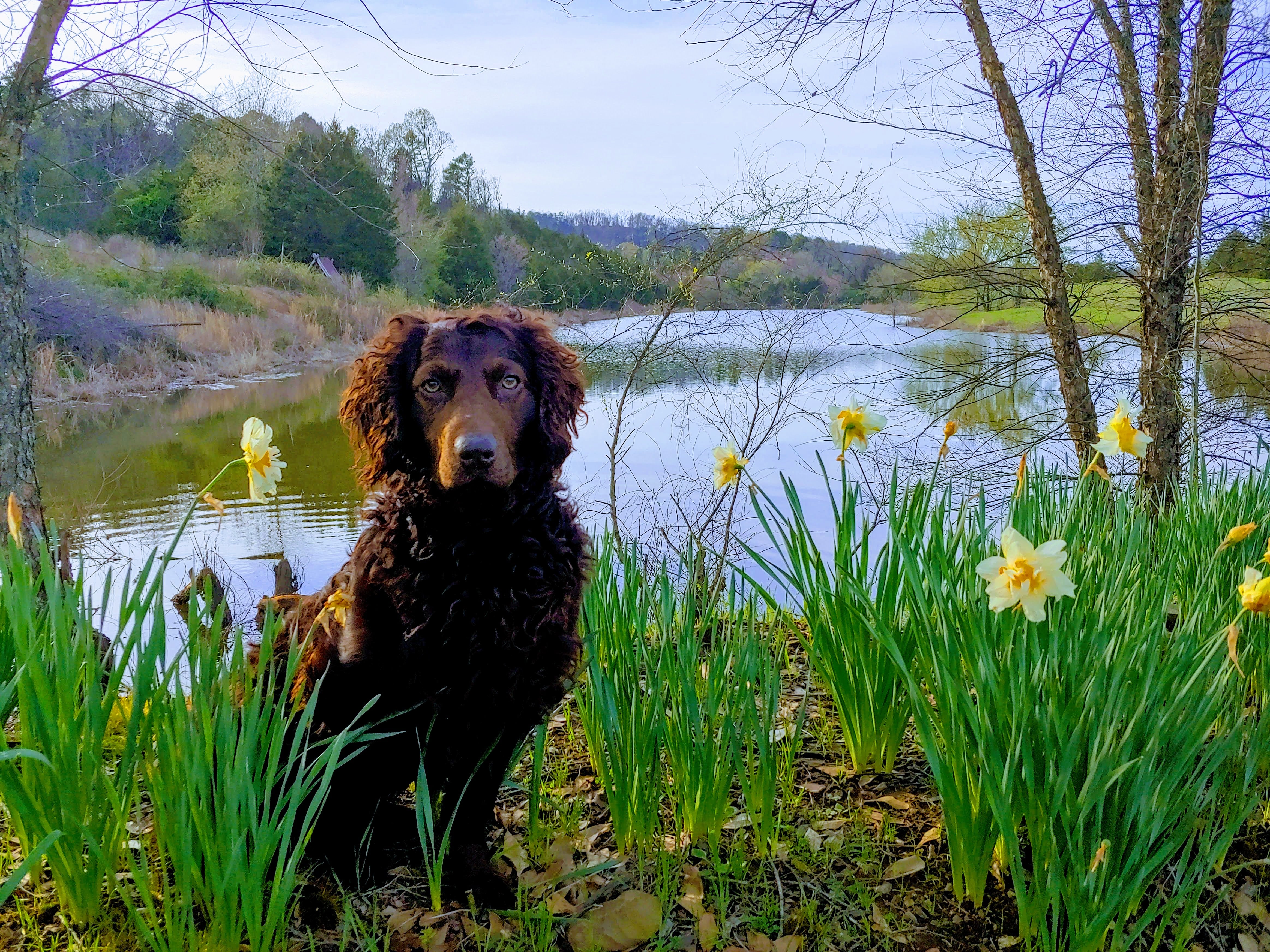 HR Jess's Crackerjack Augustus - Boykin Spaniel Pedigree