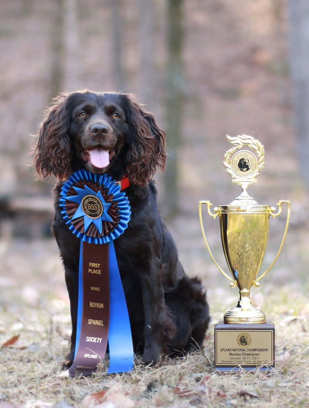 OTM's Wilson’s Gift Of Gab SH  UNCH21 - Boykin Spaniel Pedigree