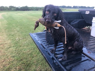 Beaver Creek Murphy - Boykin Spaniel Pedigree