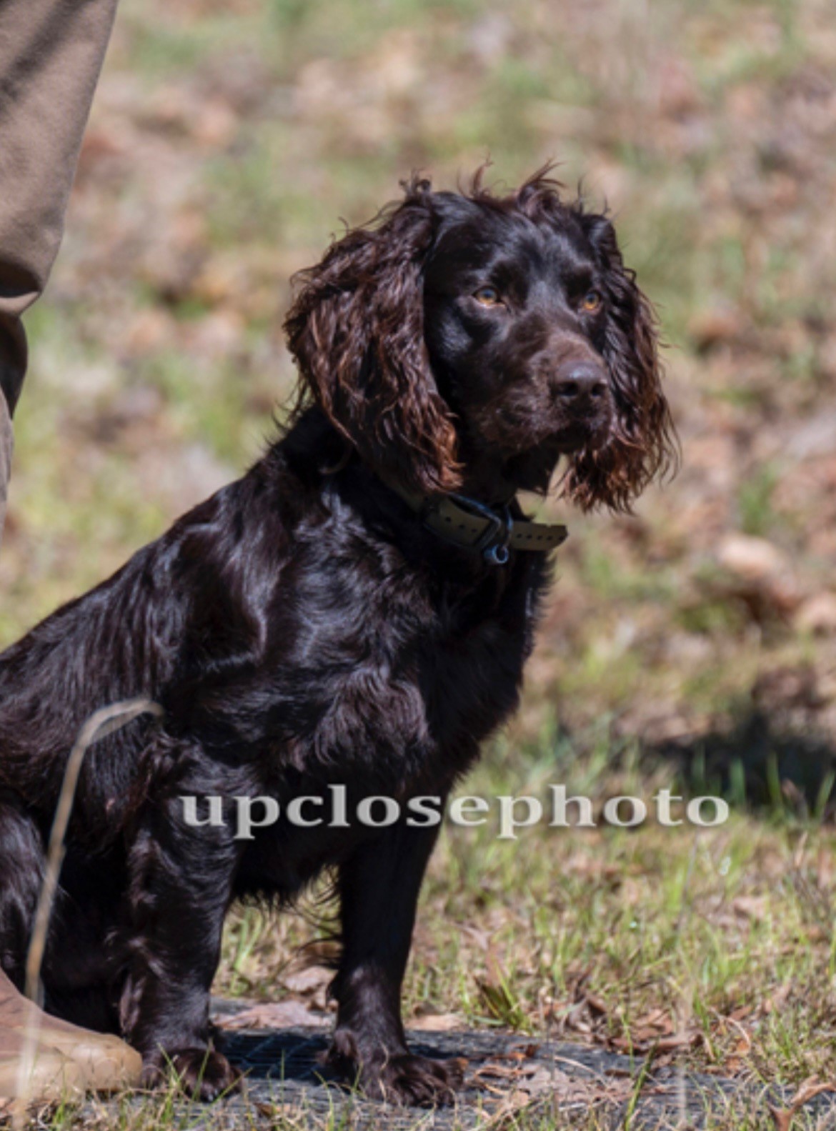 HR Justaboydandhisgirls - Boykin Spaniel Pedigree