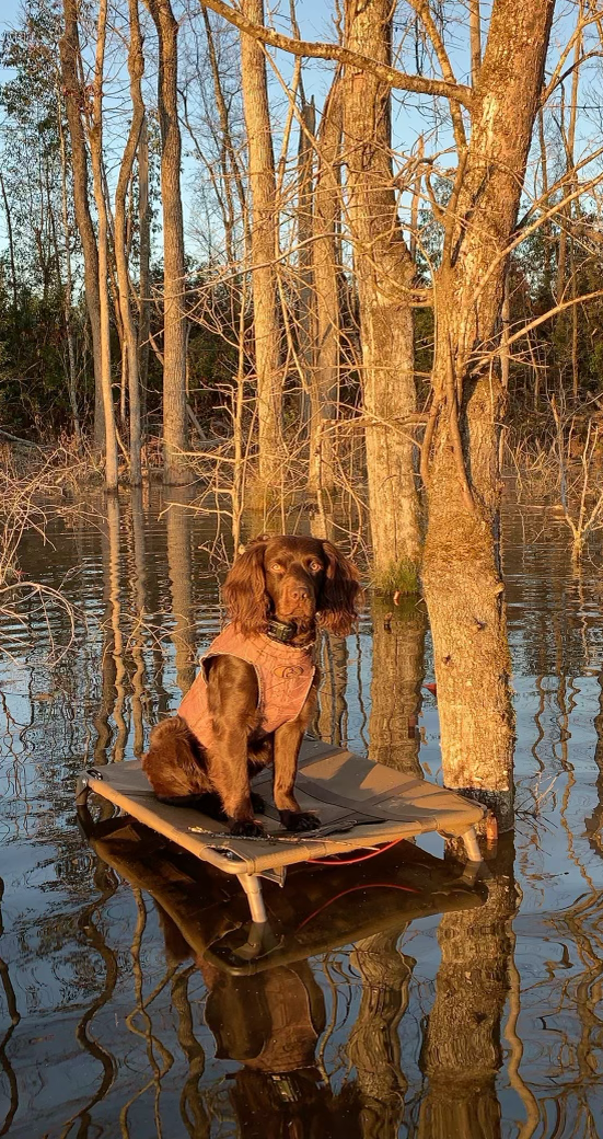 SHR Briercreeks Hurricane Wade Hogan  NR UN SH - Boykin Spaniel Pedigree