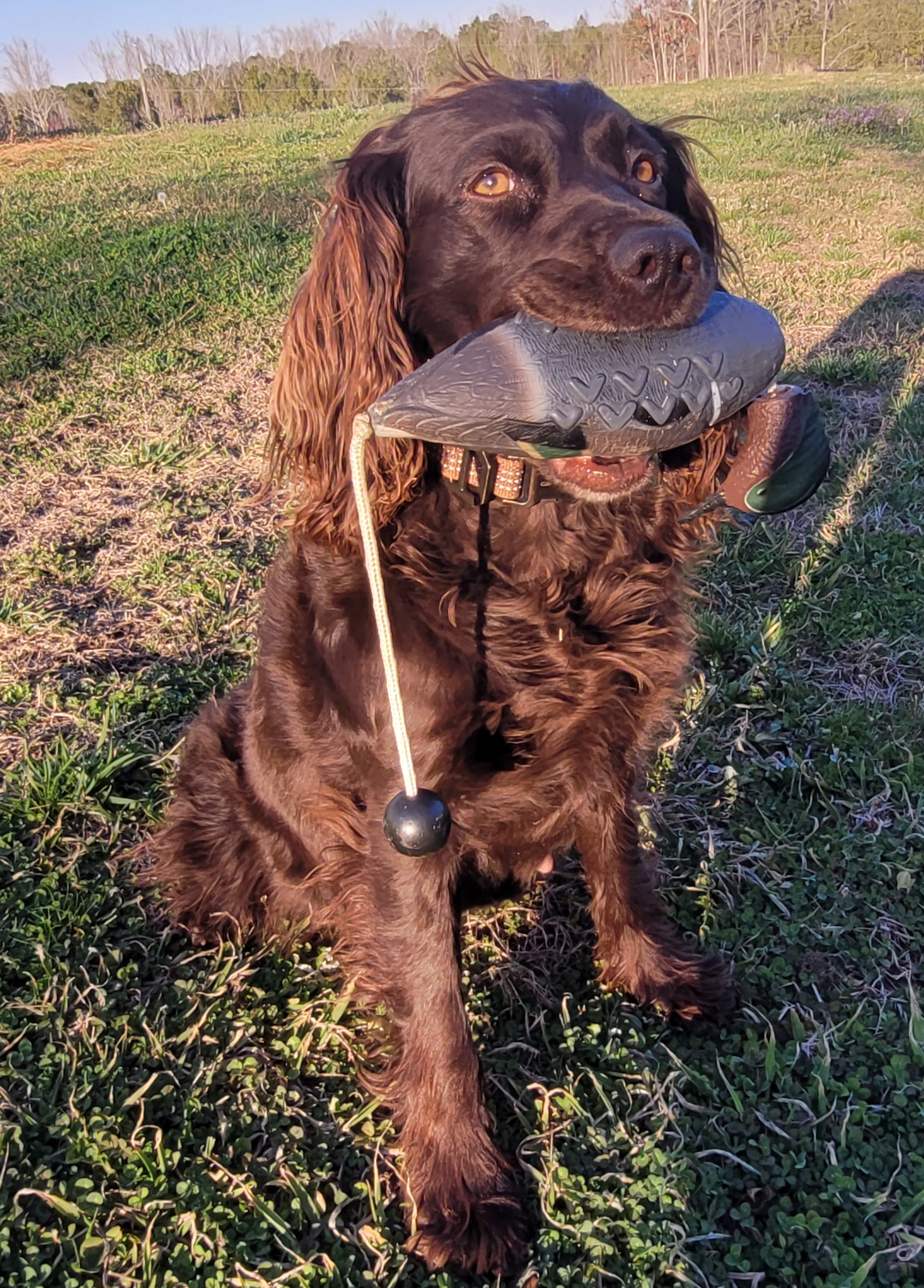 Silver Creek's Benelli - Boykin Spaniel Pedigree