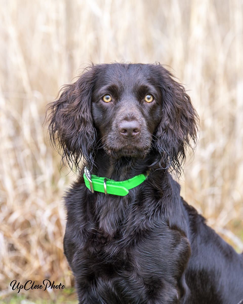 SHR BrierCreek's Grits N Gravy - Boykin Spaniel Pedigree