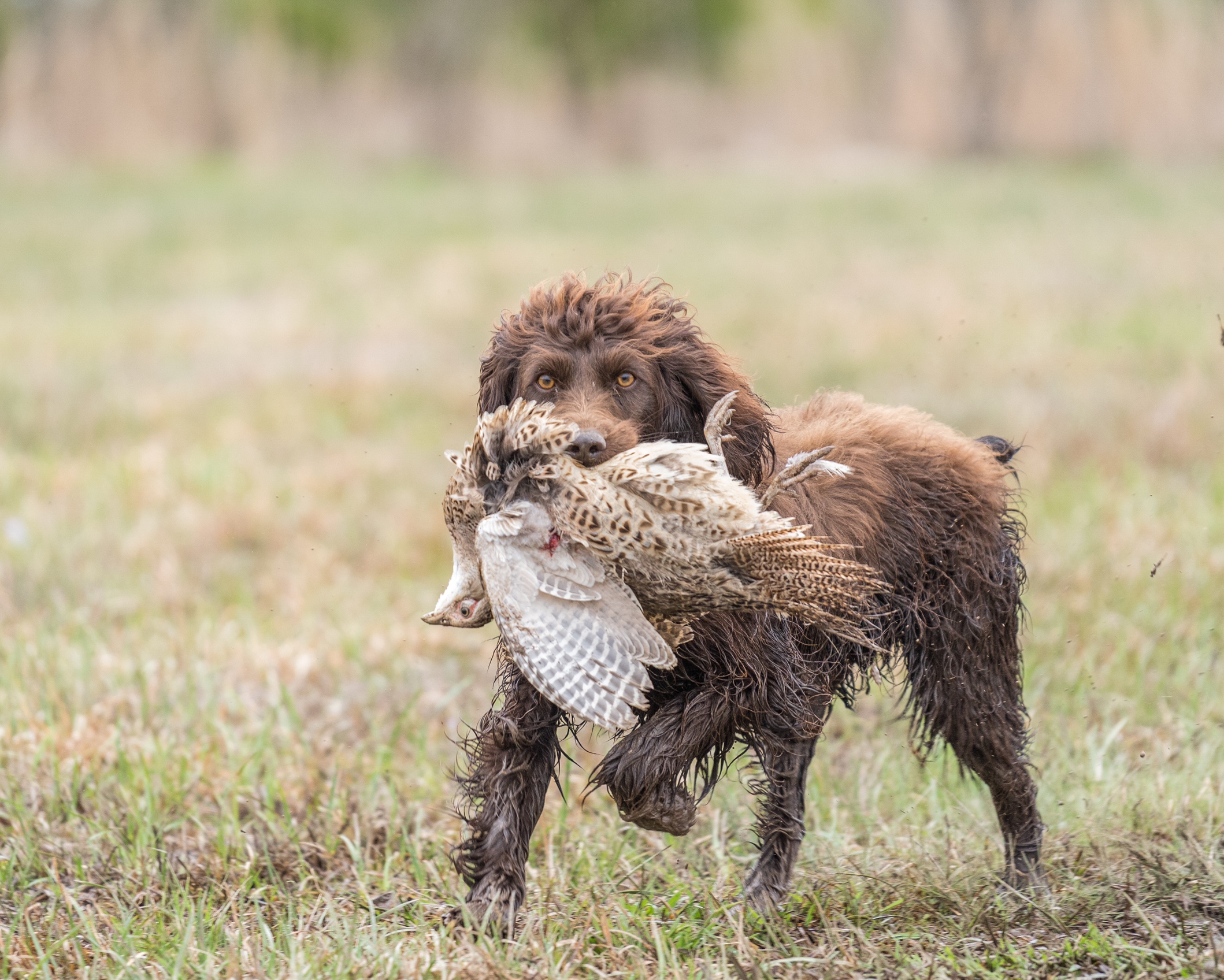 HRCH UH Richey's Nellie Belle - Boykin Spaniel Pedigree