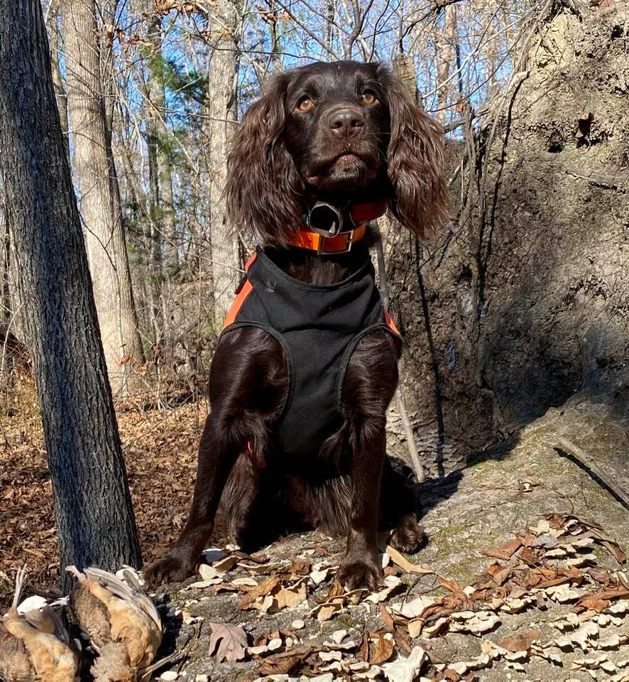 HR UHCH Brier Ridges Somethings Hinky IGD UICH23 UOCH26 - Boykin Spaniel Pedigree