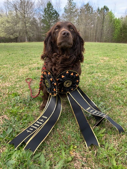 HRCH UHCH Jack's Babe - Boykin Spaniel Pedigree