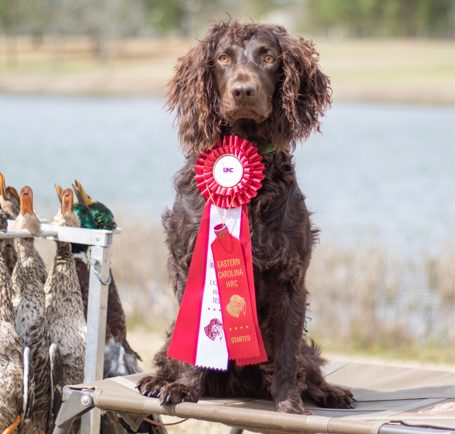 HR Old Towns BB - Boykin Spaniel Pedigree