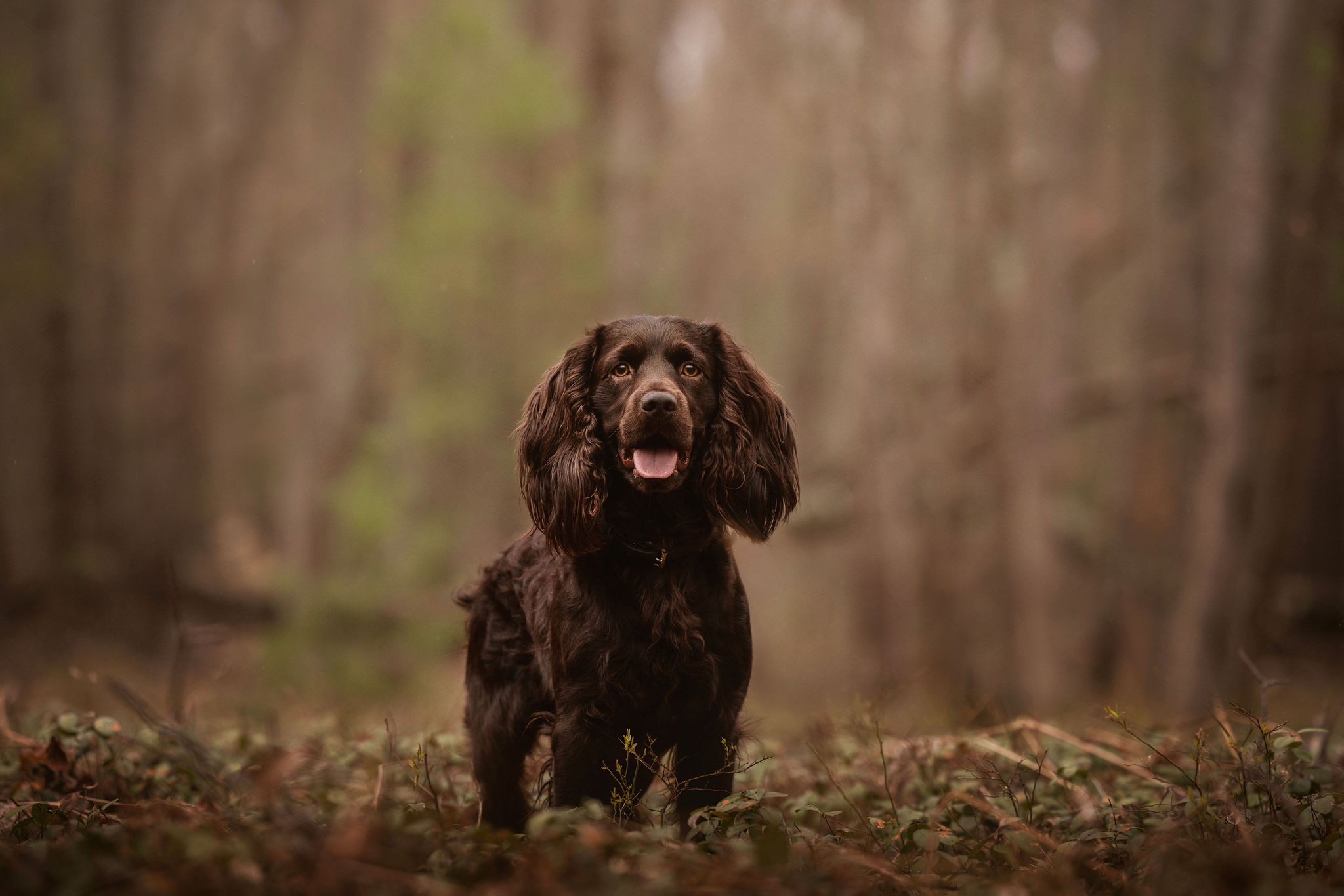 SHR CH URO1 Bnj What In Karnation DS RN DJ THDN TKN TKI CGC SPOT-ON - Boykin Spaniel Pedigree