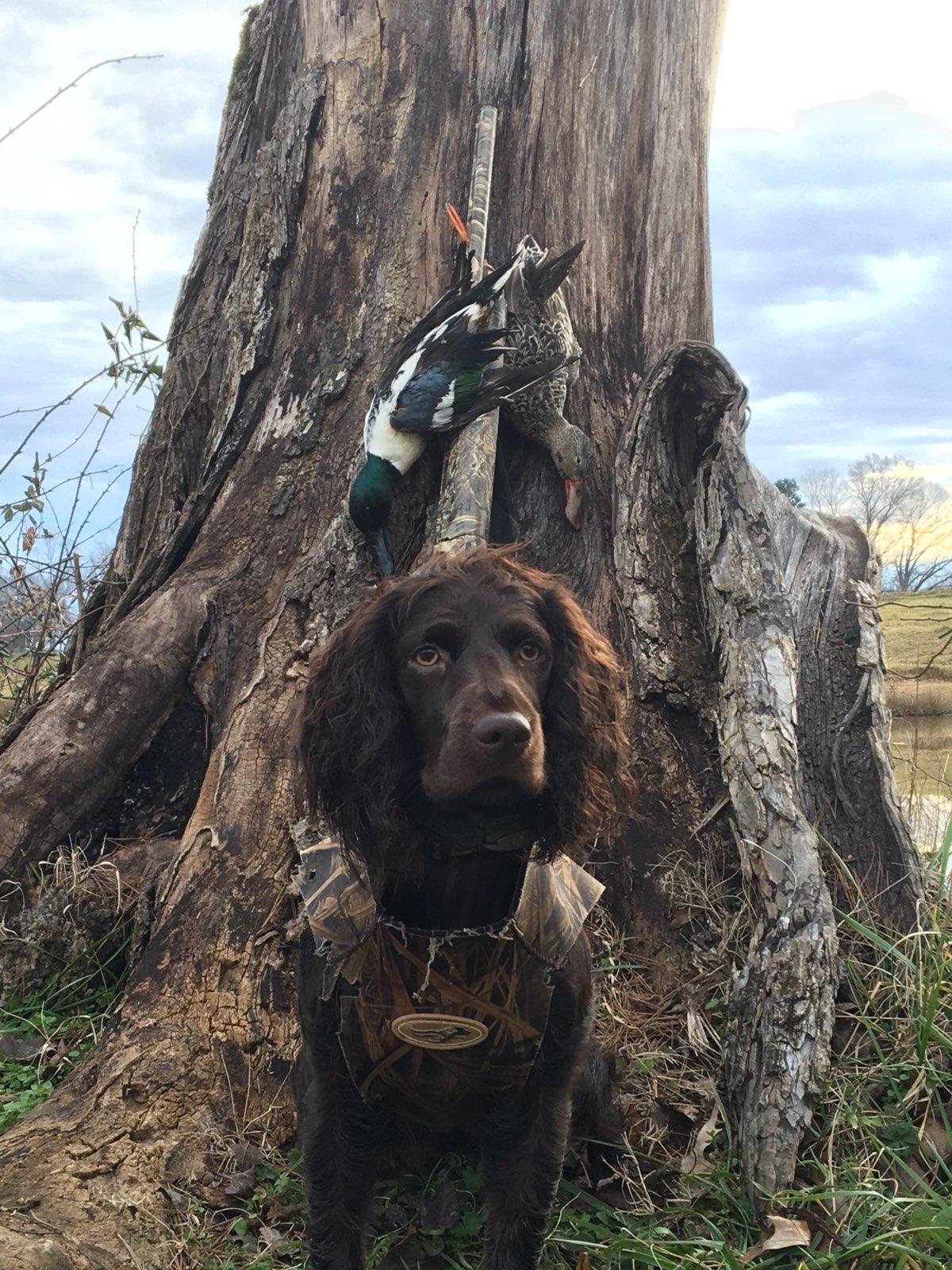 River Oakley Burns - Boykin Spaniel Pedigree