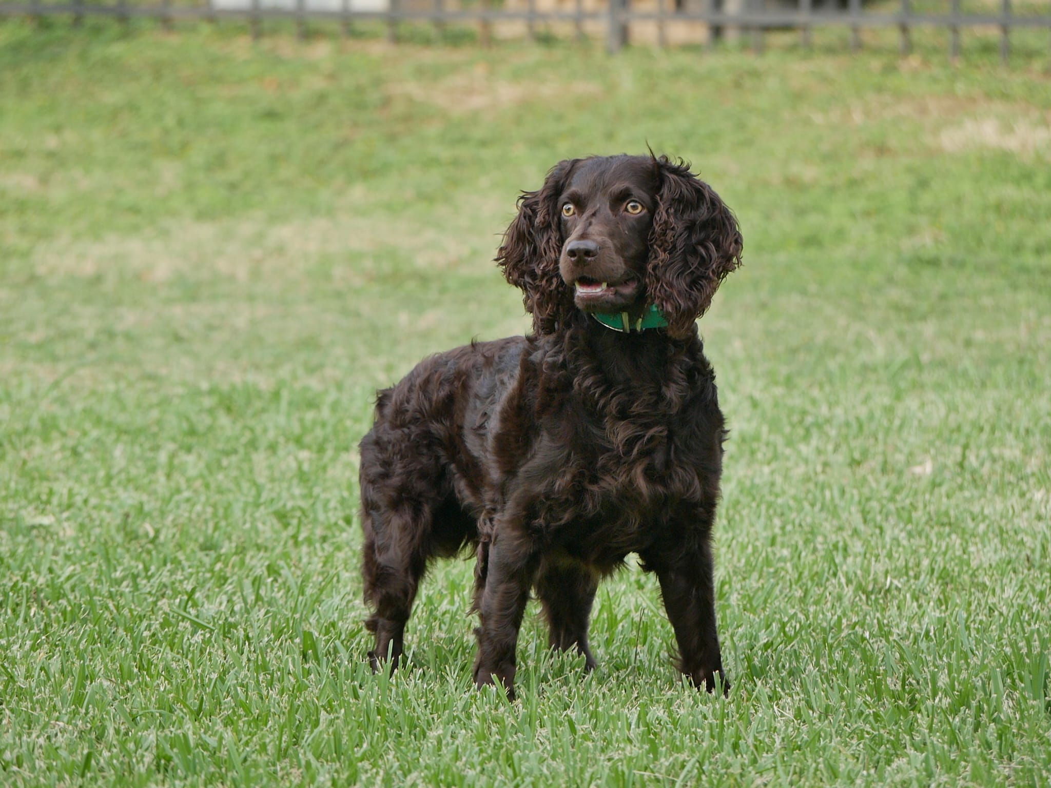 SHR Extreme's Texan Rio Bravo - Boykin Spaniel Pedigree