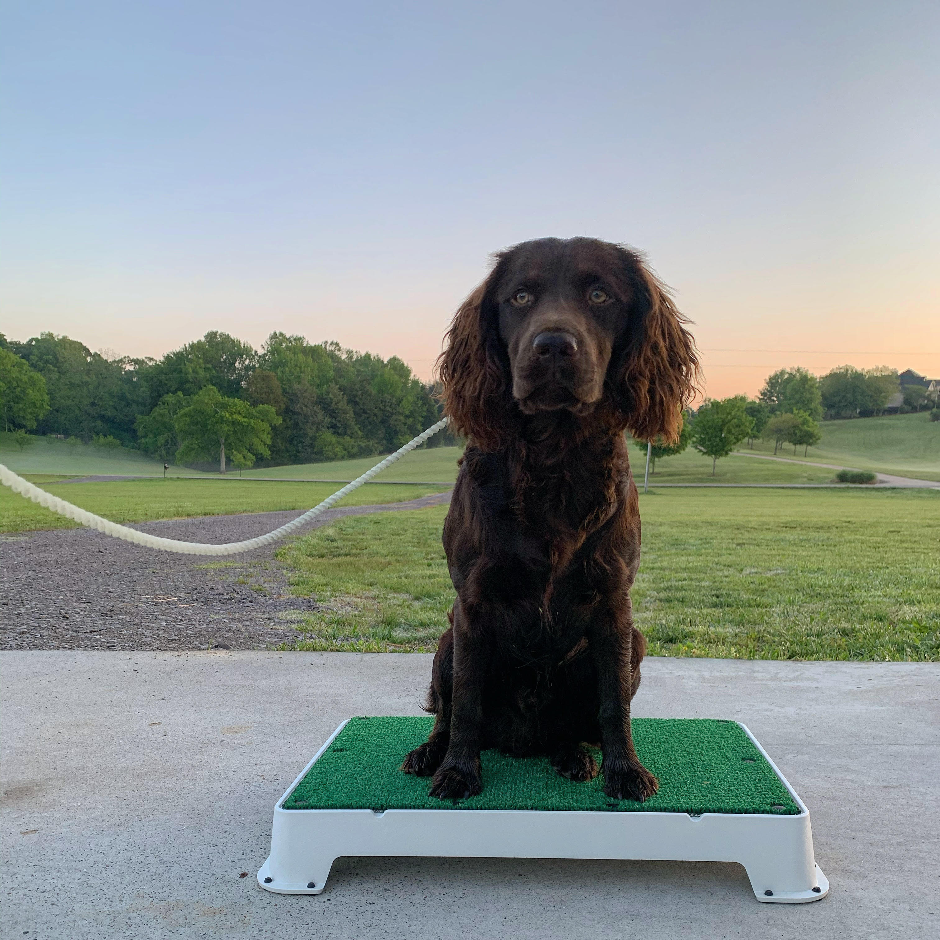 Baker's Davy Crockett - Boykin Spaniel Pedigree