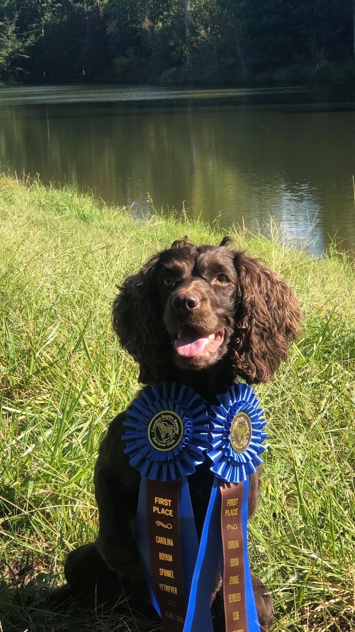 HRCH Trinity’s Shot Of Brown Shugga NCH20 ICH21 OCH24 MHR - Boykin Spaniel Pedigree