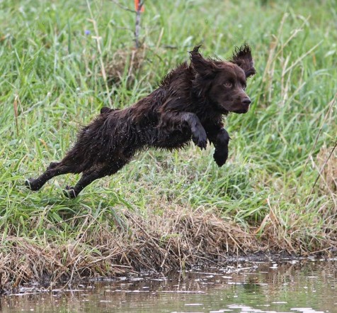 SHR Show-me Remy Valentine - Boykin Spaniel Pedigree