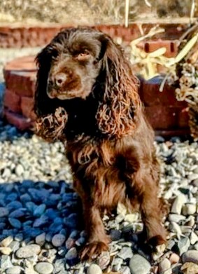 HR Thornhill's Jessa May JHR SH - Boykin Spaniel Pedigree