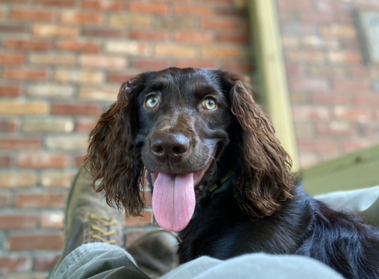 Veronika - Boykin Spaniel Pedigree