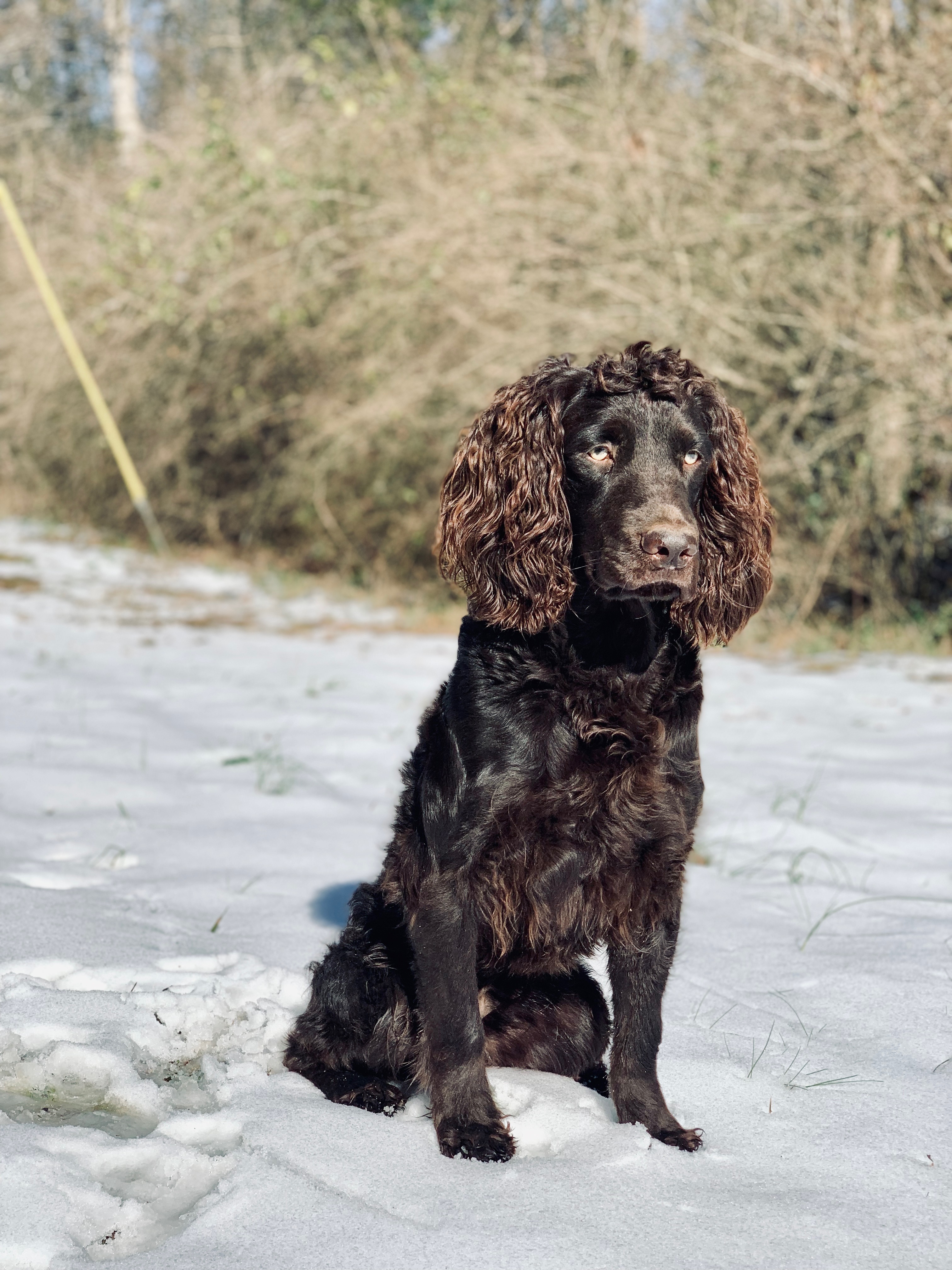 HR Valley Way Dj The Duck Judge - Boykin Spaniel Pedigree