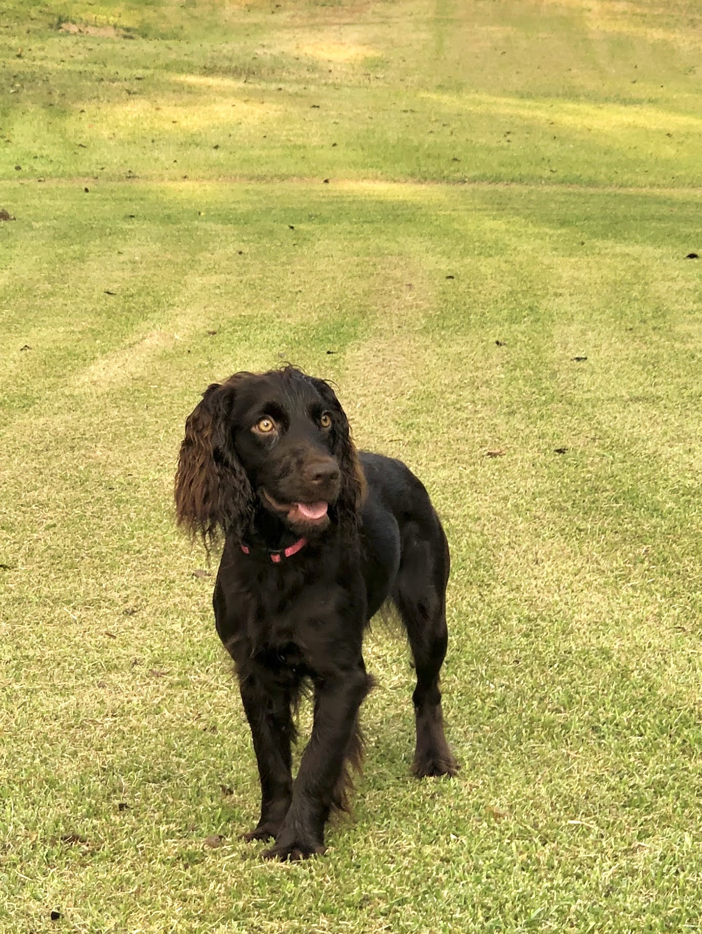 Heidi Grace Gadwall - Boykin Spaniel Pedigree
