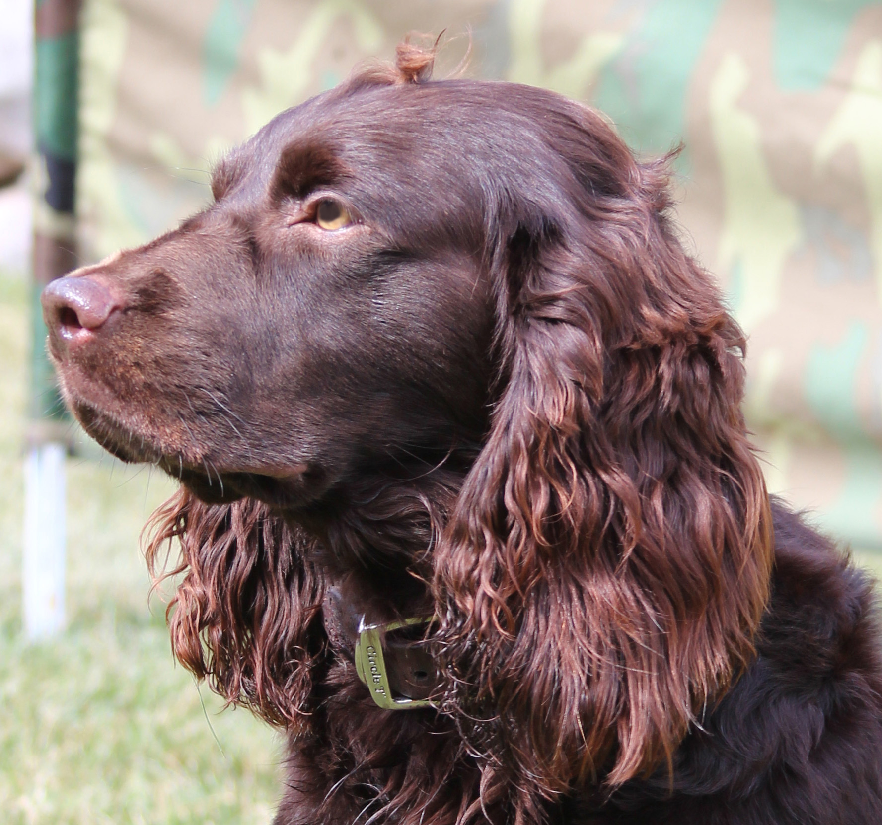 HR UHCH UGA J&L's Elk View Trigger MH UI UO CGC - Boykin Spaniel Pedigree