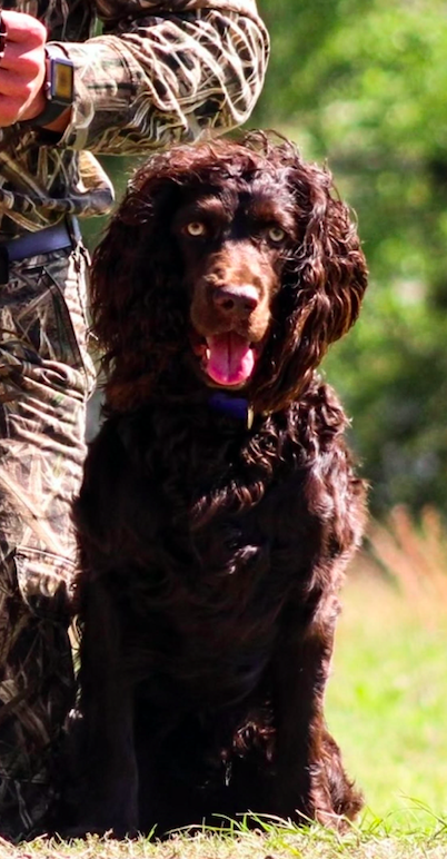 HR BoykinsNBoat's Ottomatic Missle - Boykin Spaniel Pedigree