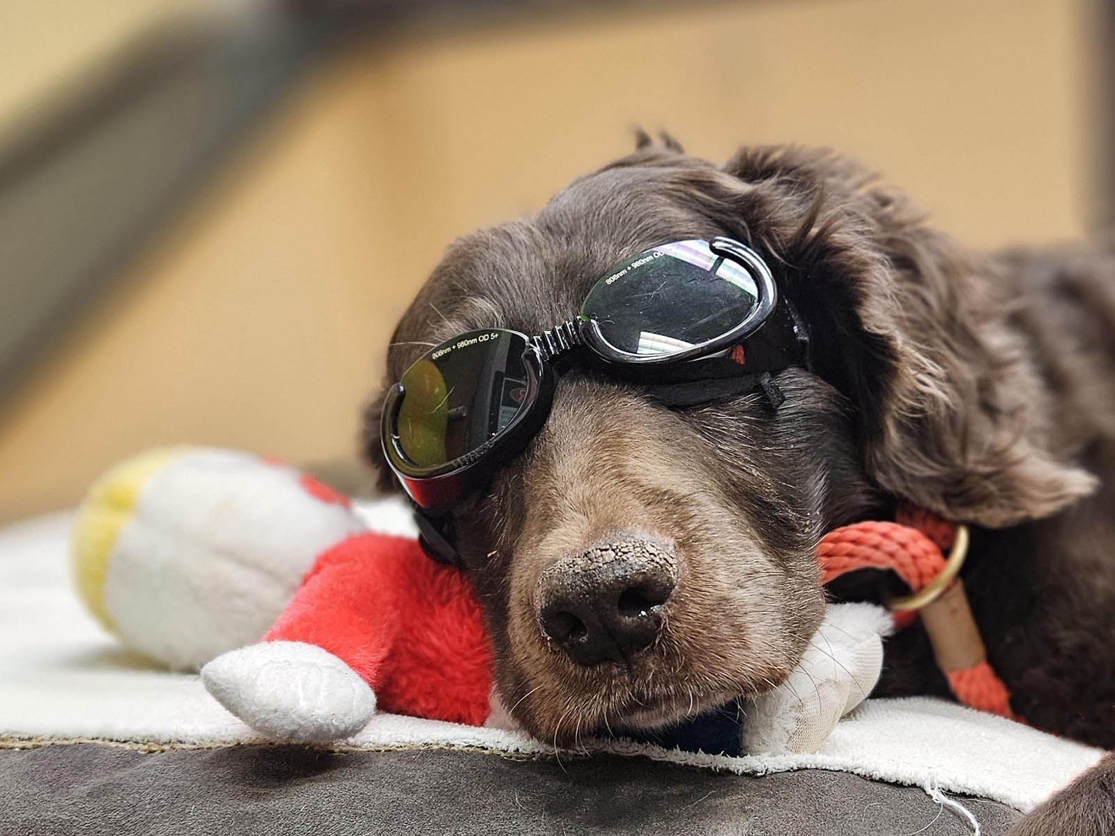 HR UHCH UGA J&L's Splendid Splinter UO MH CGCA CGCU FDC FTI TKN FITG SPOT-ON - Boykin Spaniel Pedigree