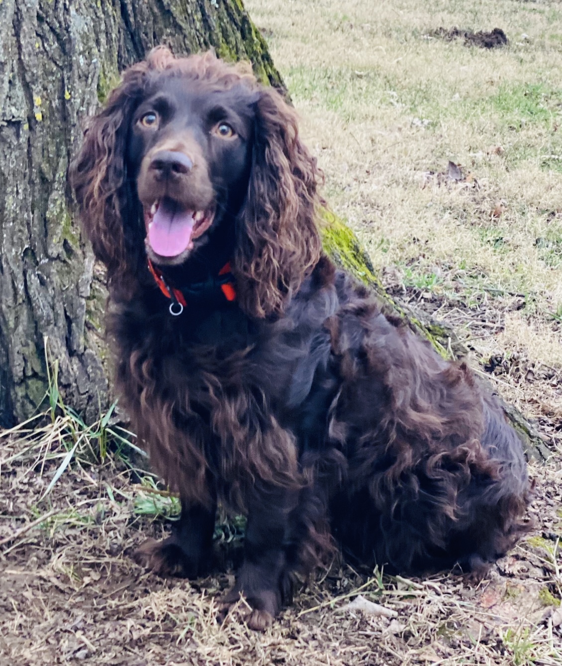 SHR Southern Ways Roo JHR NR - Boykin Spaniel Pedigree