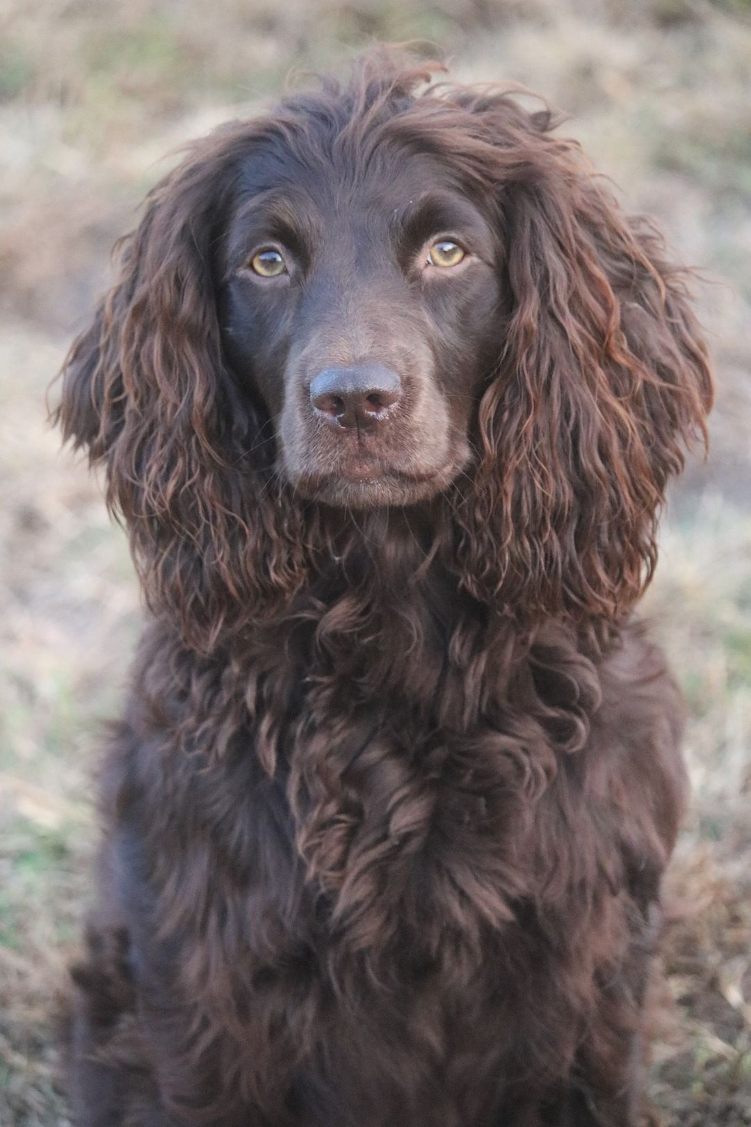 FFR Troublesome Wild And Free - Boykin Spaniel Pedigree