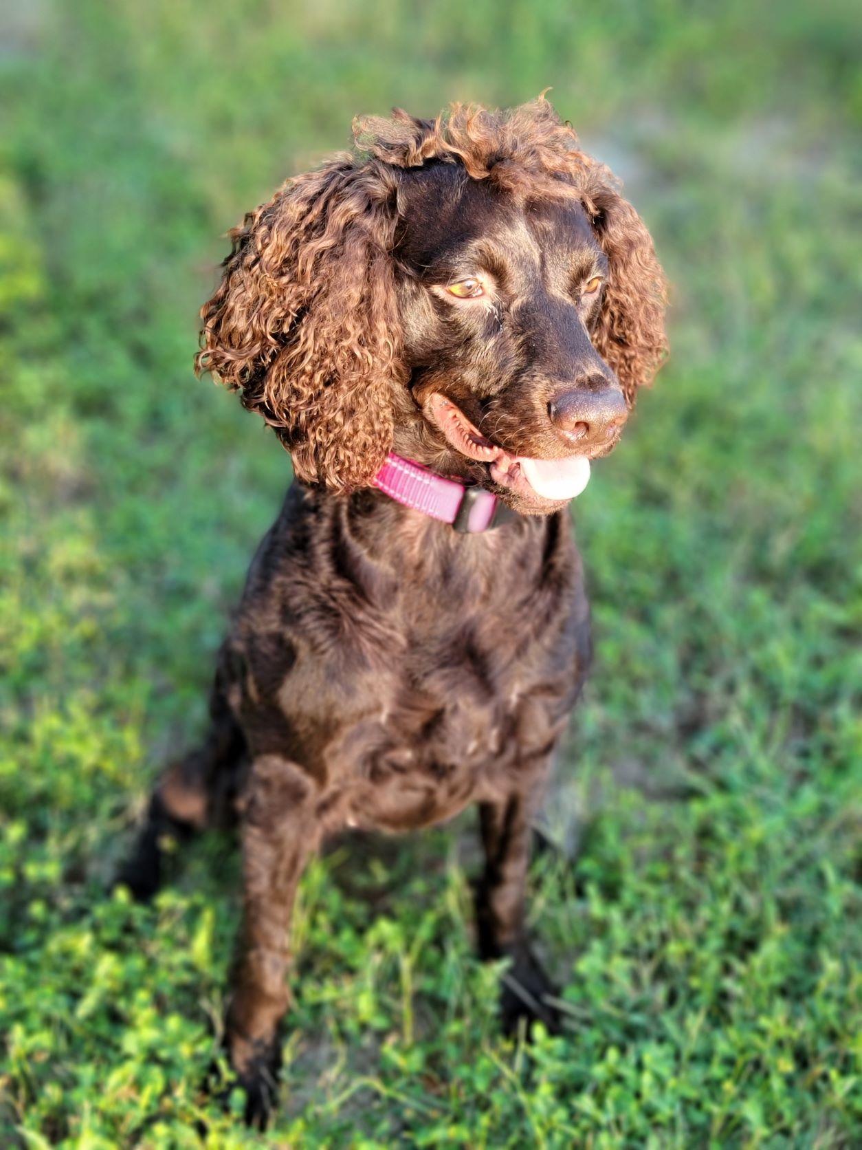 Sga’s St Fancy Reba - Boykin Spaniel Pedigree