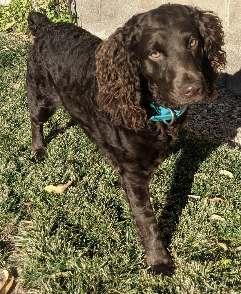 Indian Field Sweet Glory Belle - Boykin Spaniel Pedigree