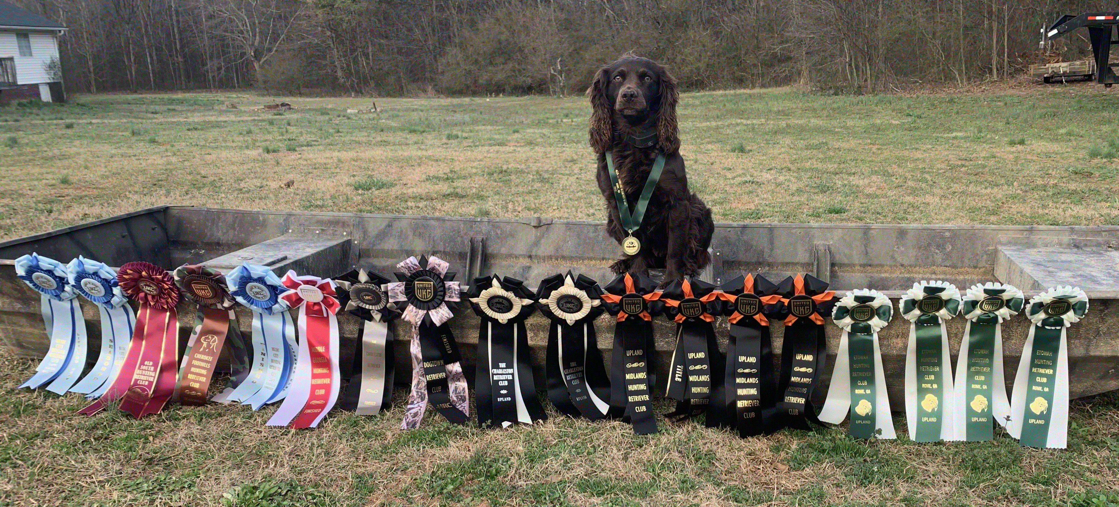 HRCH UHCH Wedgewood's Friend Of Bandit - Boykin Spaniel Pedigree