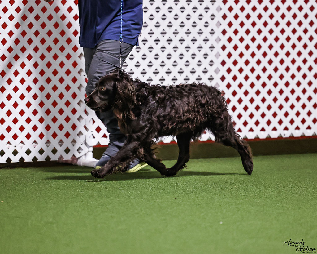 GRCH Bally's Lefty Lucy - Boykin Spaniel Pedigree
