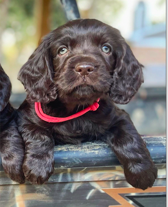 Bayside's Sittin' On Sibley St. - Boykin Spaniel Pedigree