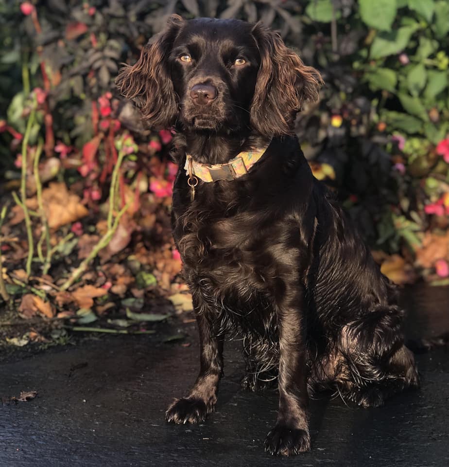 Amberfield's Ella - Boykin Spaniel Pedigree