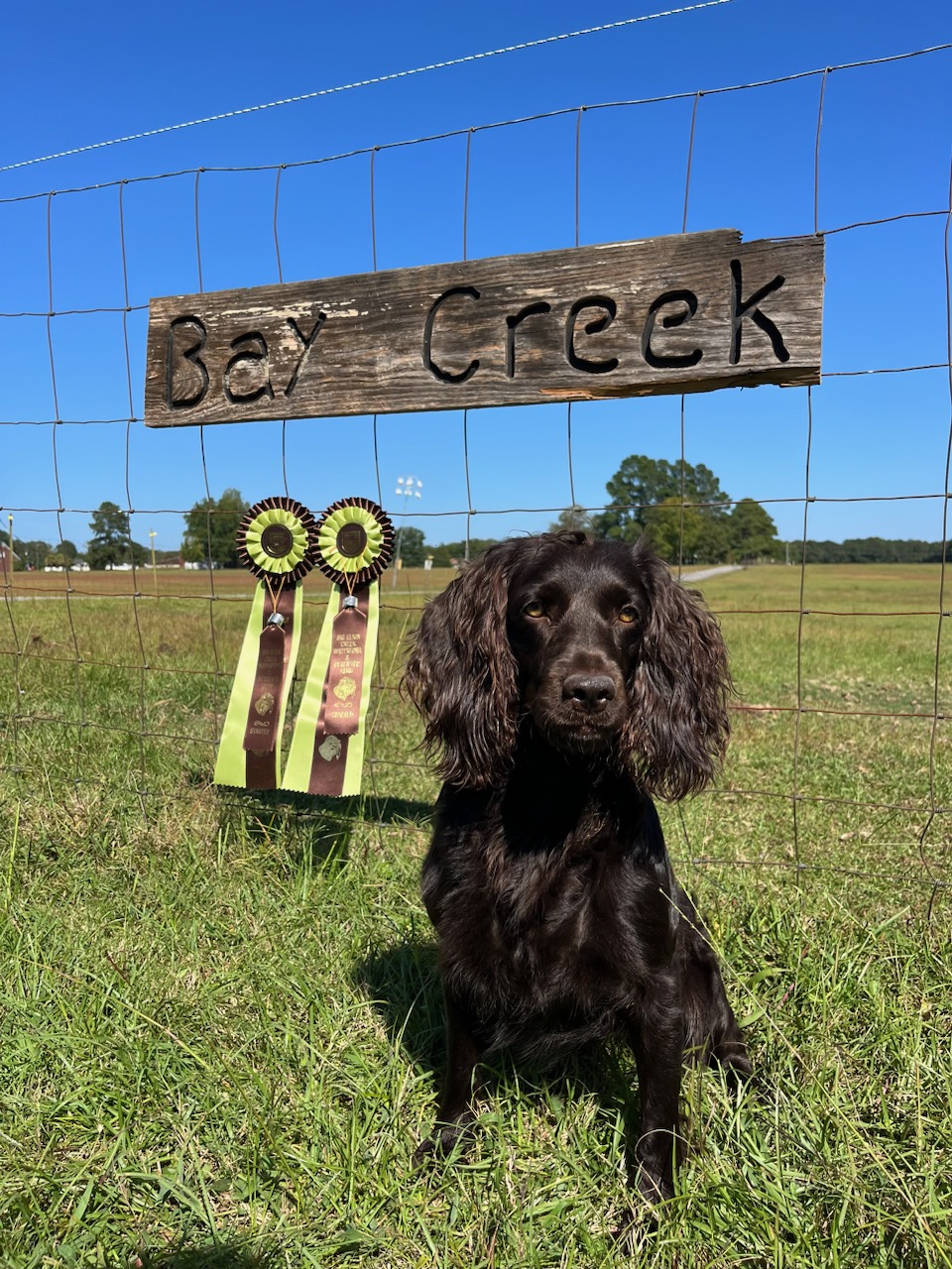 HR Palmetto's Playing With Fire - Boykin Spaniel Pedigree