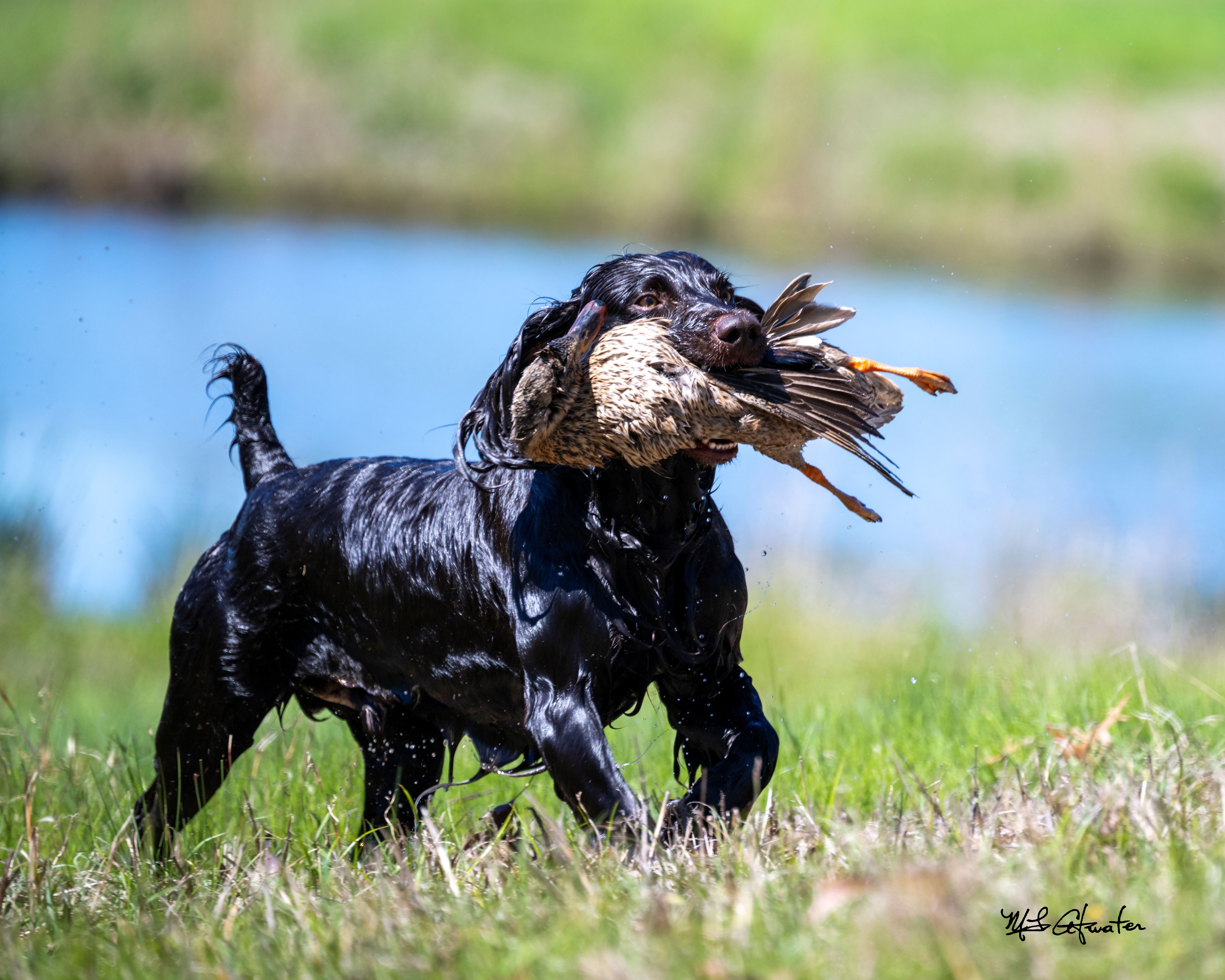 HRCH UH CH Beaujolais Not Quite Cabernet MHR - Boykin Spaniel Pedigree