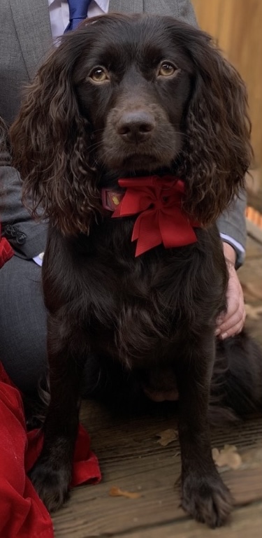 Weber's Countdown Leia 4DAcres - Boykin Spaniel Pedigree