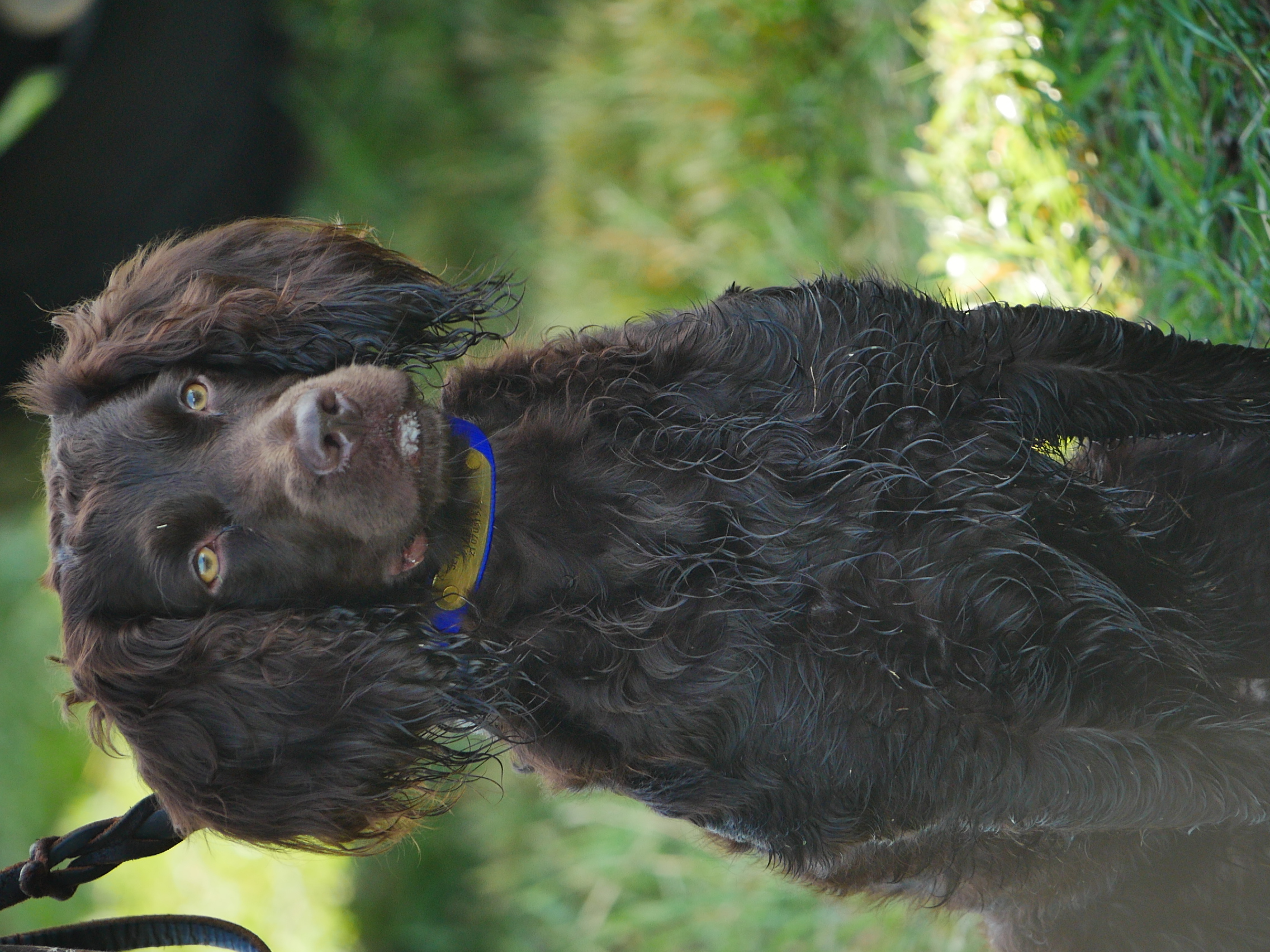 SHR Extreme's Lone Star Rio Jade - Boykin Spaniel Pedigree