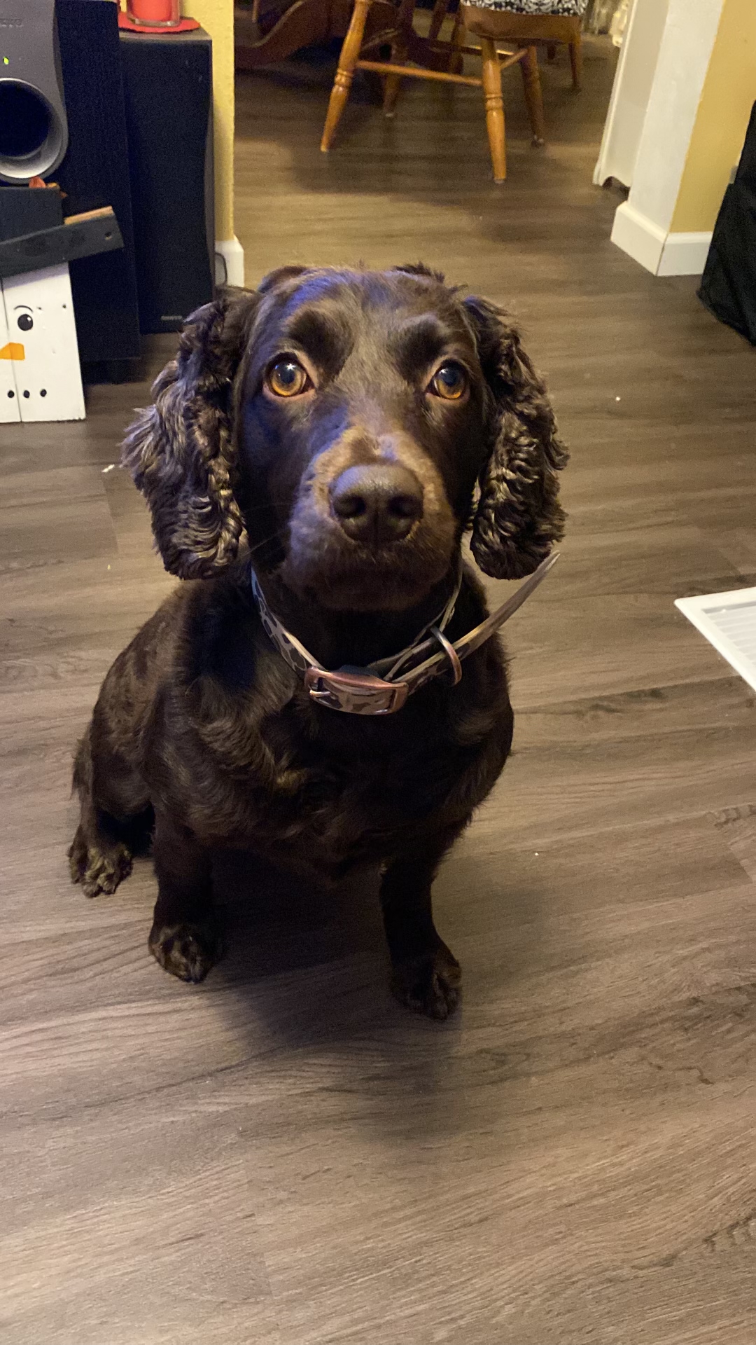 SHR Green Acres Gaddie Mcdowell - Boykin Spaniel Pedigree
