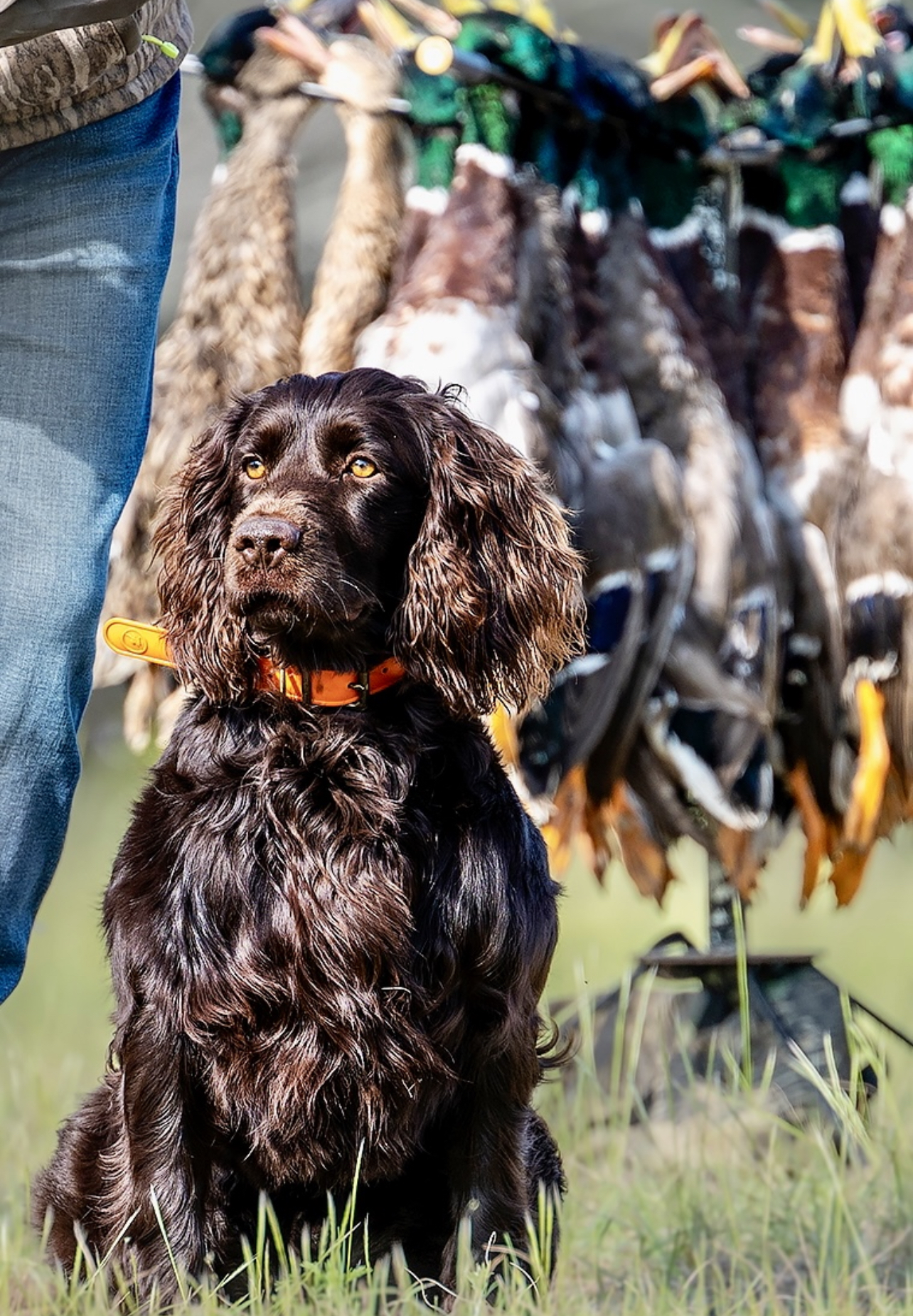 HRCH BW BroadRiverimYourHuckleberry - Boykin Spaniel Pedigree