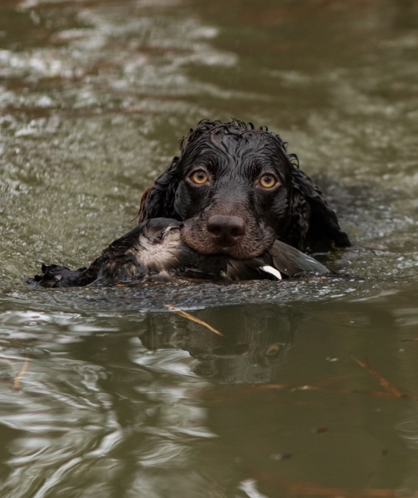 Hazel Belle Fisher - Boykin Spaniel Pedigree