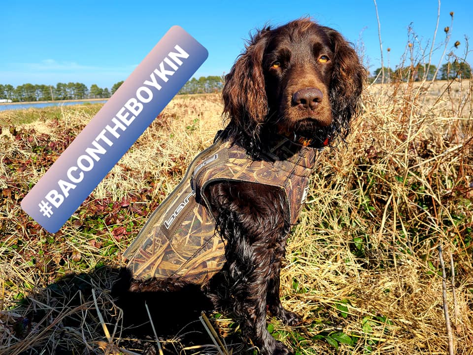 Cavern Sizzlin Bacon - Boykin Spaniel Pedigree
