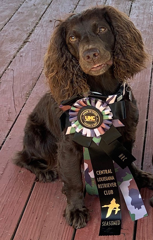 HR Josie Roux - Boykin Spaniel Pedigree