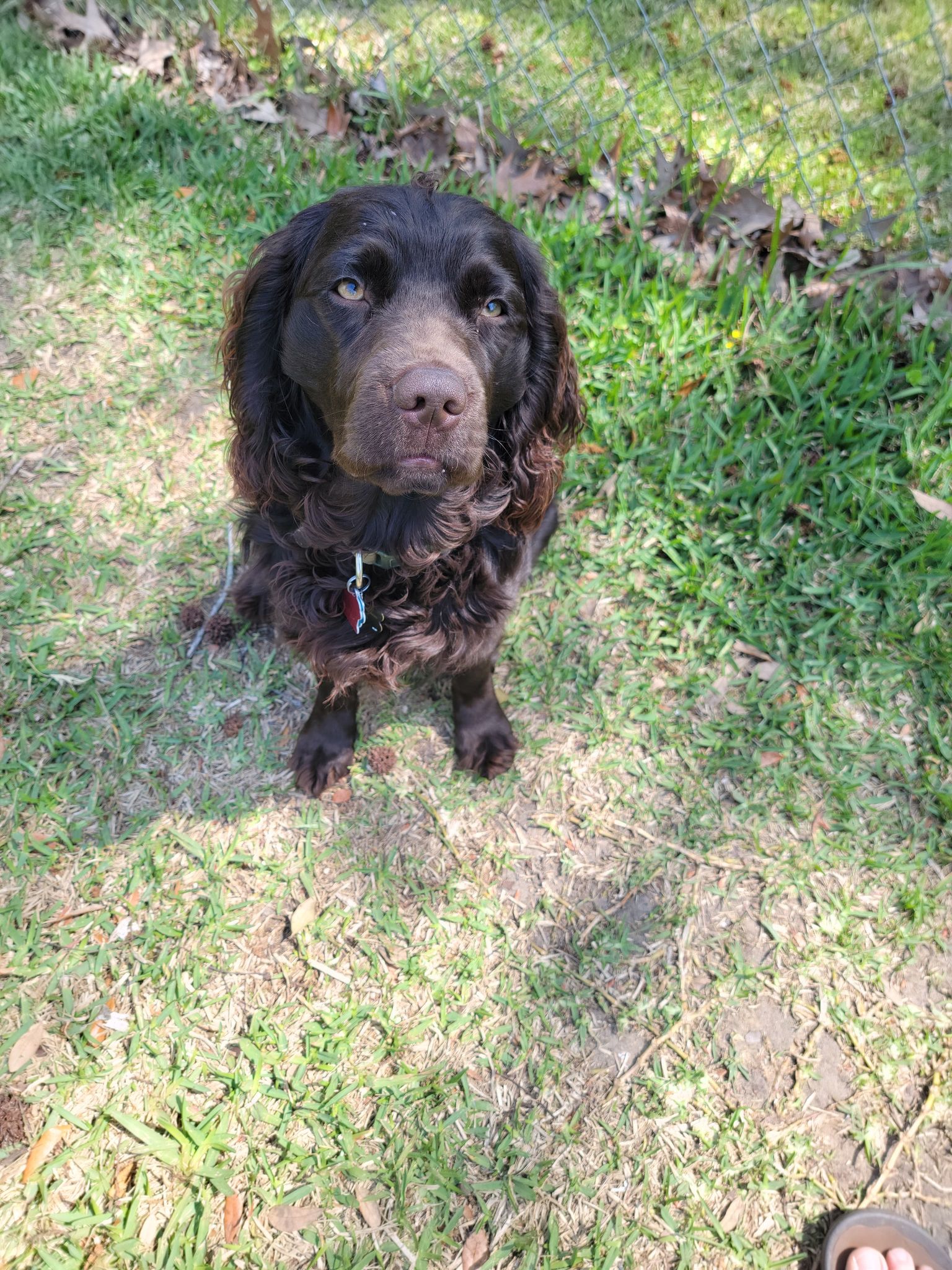 Fenway Williams Kimball - Boykin Spaniel Pedigree