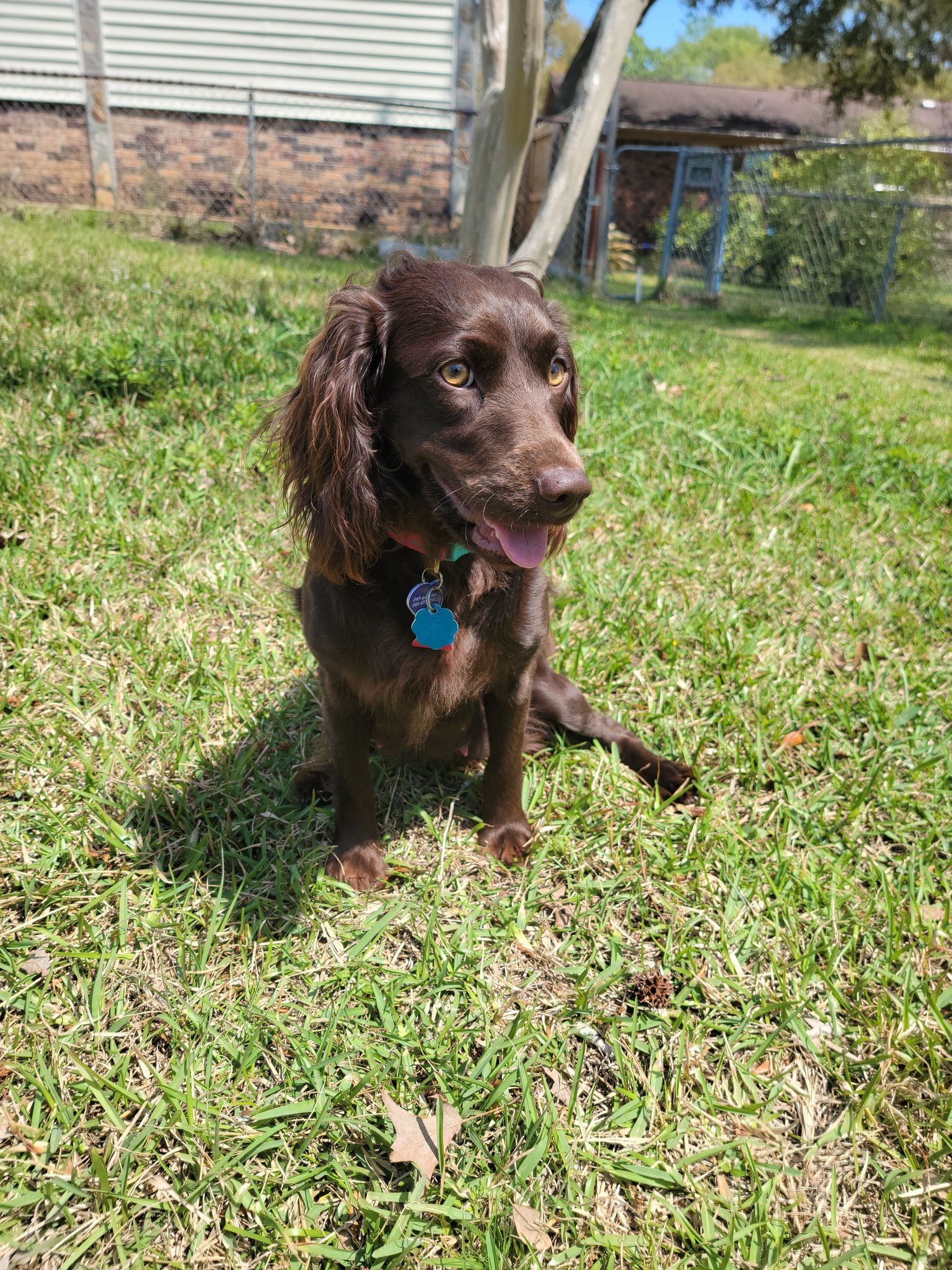 Penelope Tate Kimball - Boykin Spaniel Pedigree