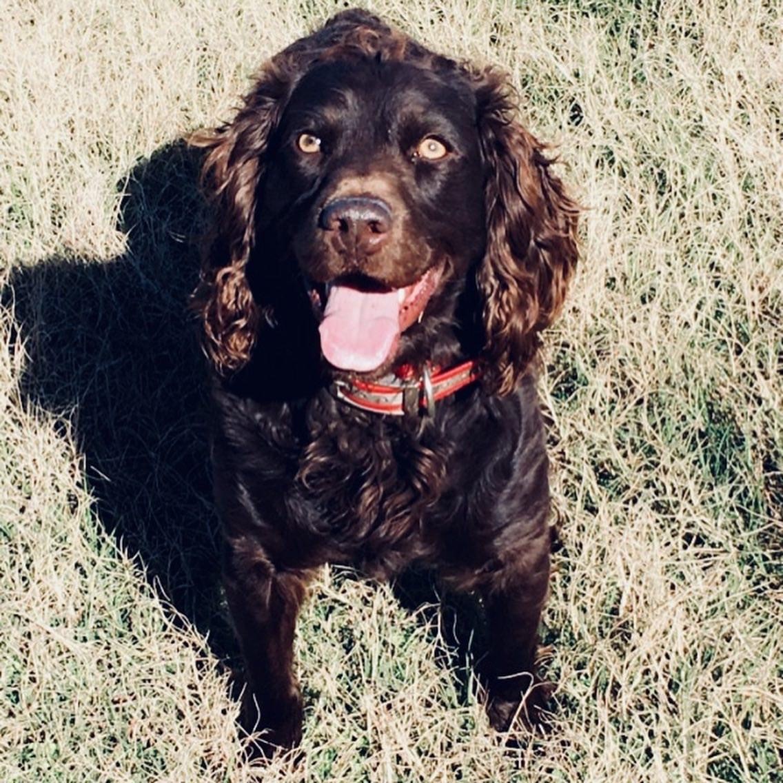 Ga Red Clay's Tuff - Boykin Spaniel Pedigree