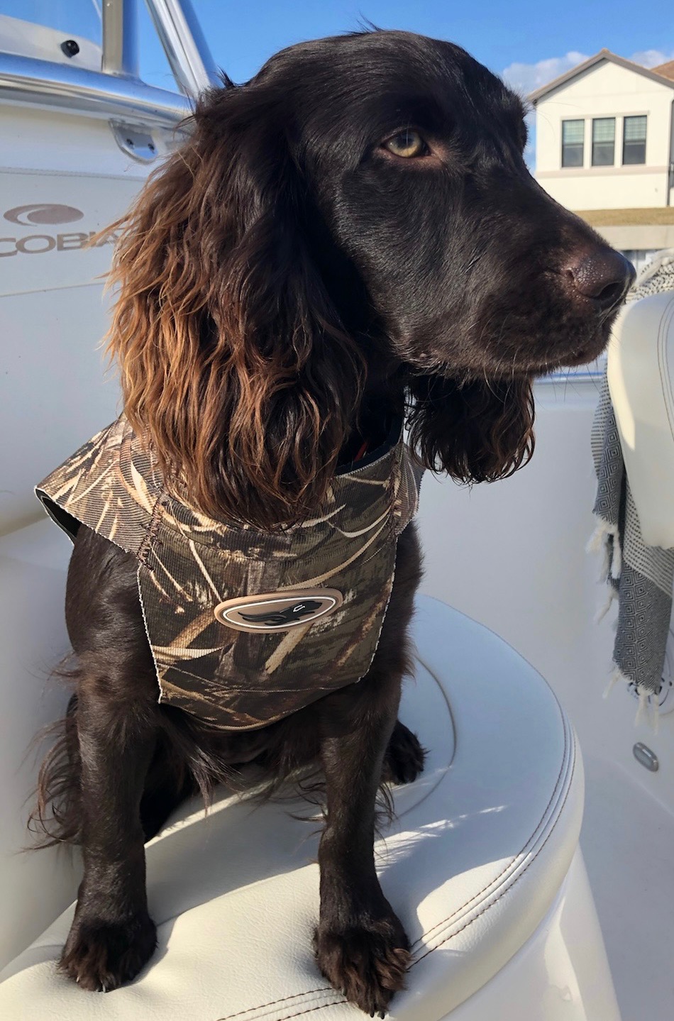 Sliding Creeks Petite Prima - Boykin Spaniel Pedigree