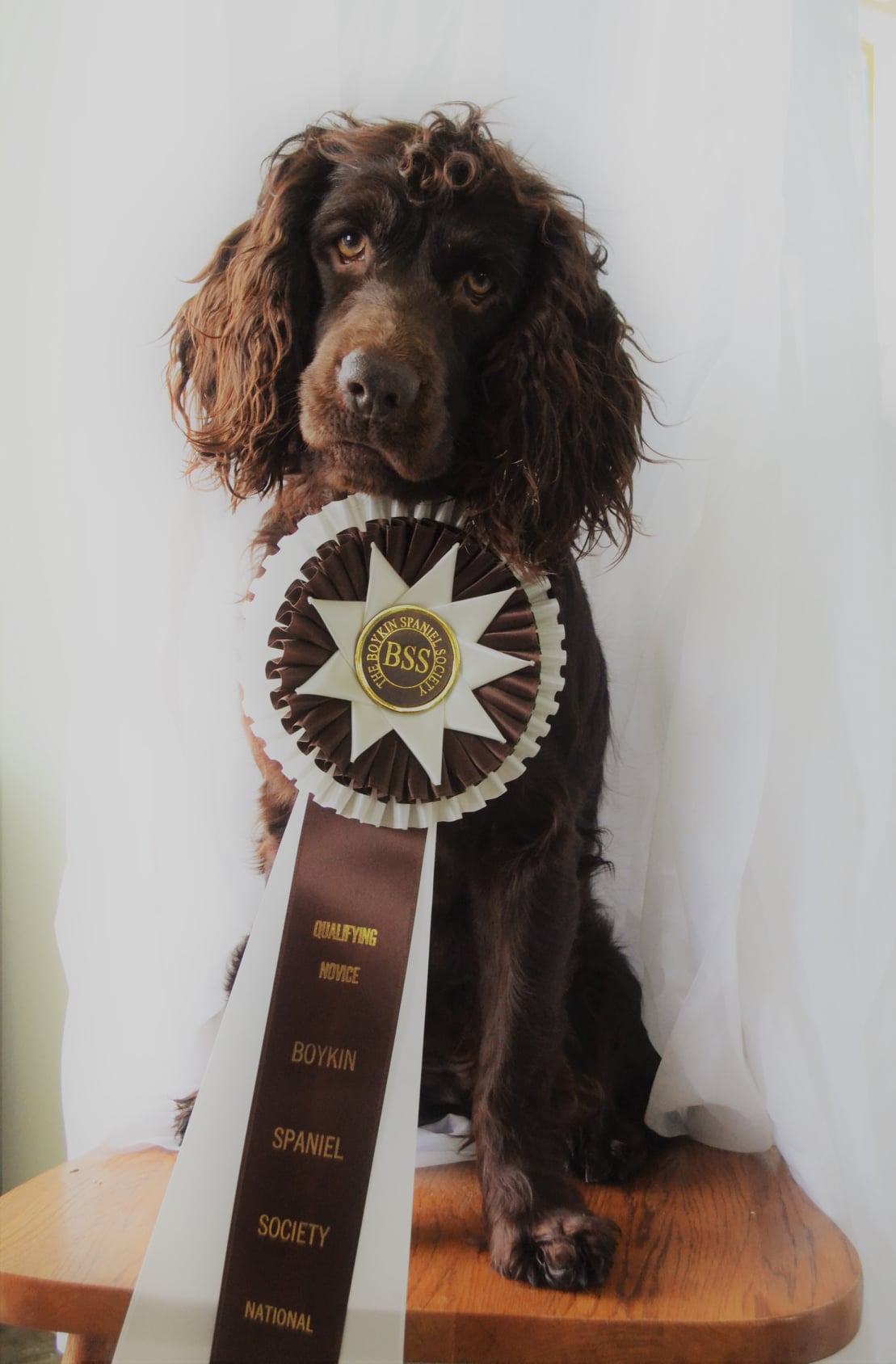 SHR Boykins N Boat Dammit Delta Dawn - Boykin Spaniel Pedigree