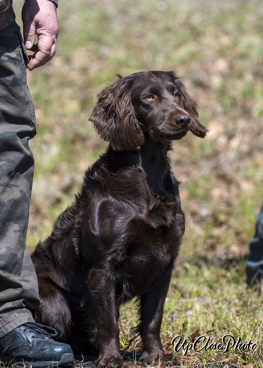 HR Brandywine's Blue Ribbon Patriot JH - Boykin Spaniel Pedigree