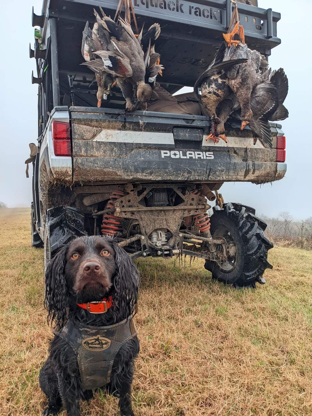 HR Maverick Clyde Finley - Boykin Spaniel Pedigree