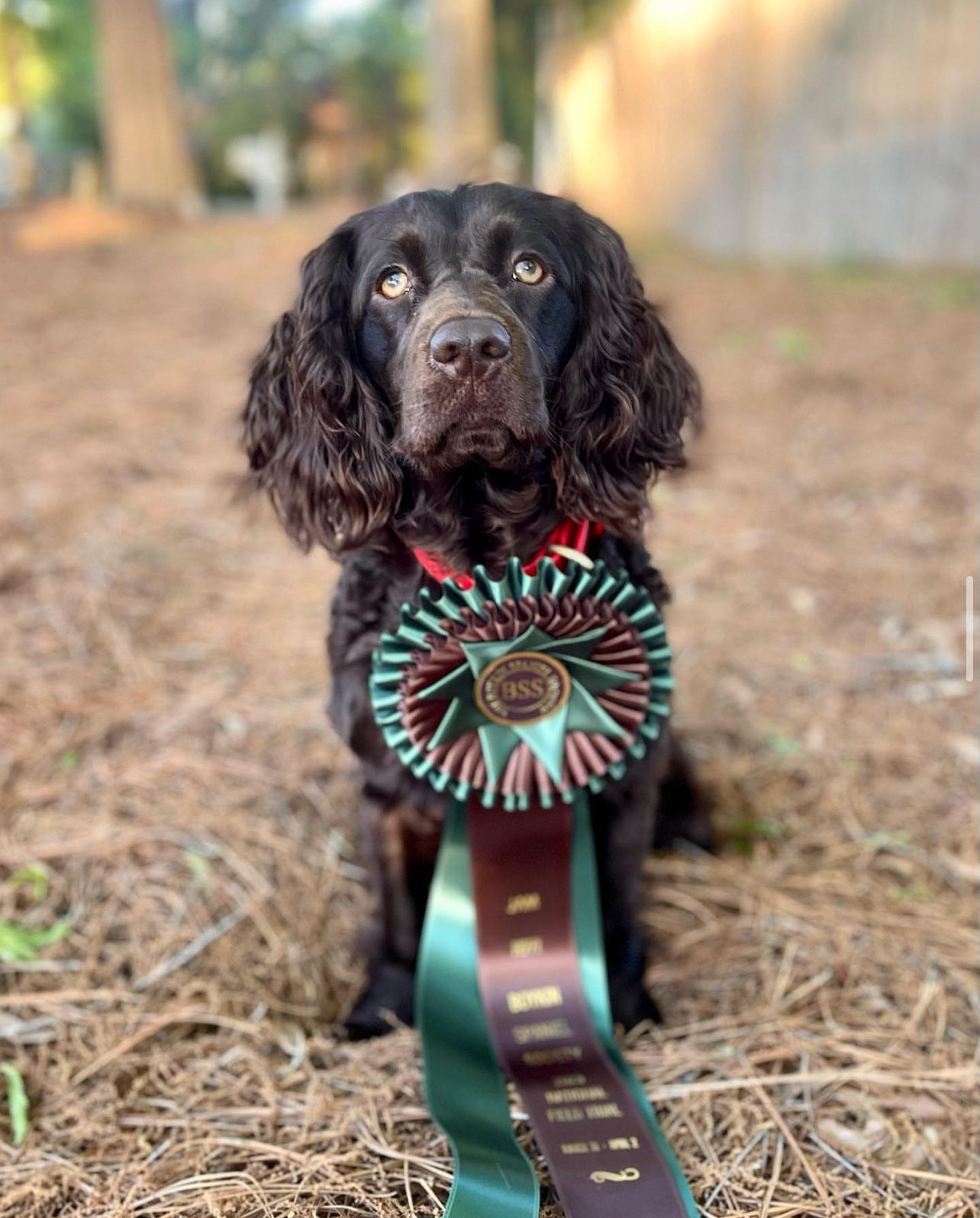 HR BoykinsNBoat Bayside Bon Jovie - Boykin Spaniel Pedigree